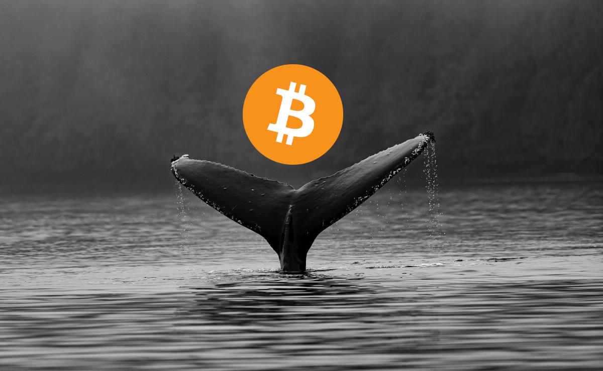 Find Out Which Coins Whales Are Buying with a Crypto Whale Tracker – CoinCheckup Blog
